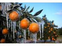 Adana için zirai don alarmı: Gece sıcaklık sıfırın altına düşecek