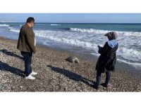 Erdemli sahilinde üzücü manzara: 2 günde 2 caretta caretta telef oldu