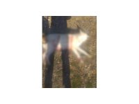 Burdur’da köpeklerin silahla öldürüldüğü iddialarına valilikten açıklama