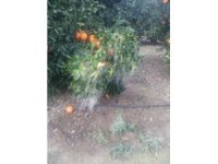 Adana’da portakal ağaçları buz tuttu