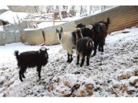 Hayvan üreticilerinin kurtlarla başı dertte