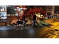 Antalya’da fırtına palmiye ağacını ikiye böldü