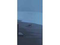 Sahilde şınav çekti, 2 metrelik dalgaları görünce koşarak kaçtı