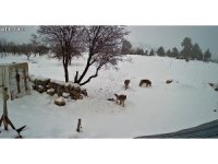 Bozyazı’da kurtlar köye indi: O anlar kamerada