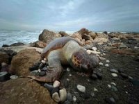 Bir caretta caretta daha ölü bulundu:15 günde 7’inci ölüm
