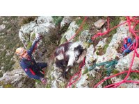 Dağda mahsur kalan keçi ekiplerce kurtarıldı