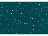 Elmabaş patka ördekleri Salda Gölü’nde havadan görüntülendi