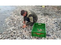 Mersin’de fırtına sonrası binlerce kargı midyesi sahile vurdu: Balıkçılar tek tek topladı