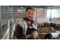 İlgi odağı olan çift başlı ve 4 gözlü kuzu 1 gün yaşayabildi