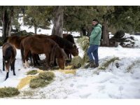 Toros Dağlarındaki yılkı atları ve yabani hayvanlar unutulmadı