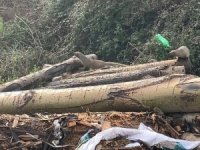 Mersin’de sansar ailesi görüntülendi