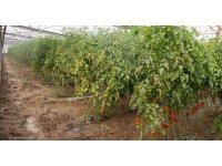 Aksu’da sağanak, sel, hortum ve doludan 23 mahalle, 500 çiftçi zarar gördü