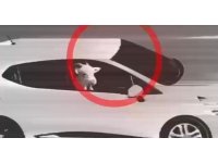 Küçükbaş hayvan hırsızlığı yapan 3 şüpheli tutuklandı