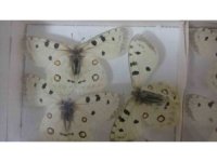 Böcek Müzesi 30 bin örnekle bilime katkı sunuyor, çocukların korkularını yeniyor