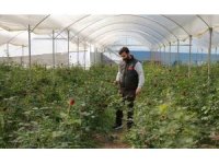 Adana’da sevgililerin gülleri dalında kurudu