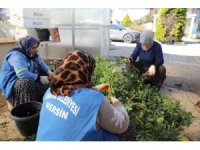 Akdeniz Belediyesi seralarda bitki üretimini arttırdı