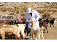 Büyükşehir Çoban Haritası Projesi ile 508 çobana destek oldu