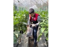 Manavgat’ta seralarda hasat öncesi pestisit denetimi