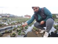 Çilek bahçesi selle birlikte su altında kaldı