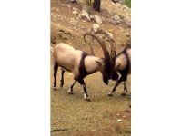 Antalya’da yaban hayatı fotokapanlara yansıdı