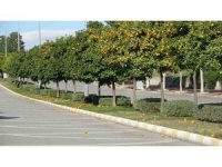 Manavgat’ta fırtına ve yağmur turunçları yollara döktü