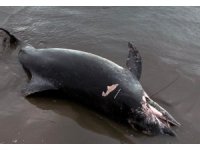 Ölü yunus sahile vurdu