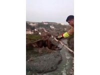 Şahini ölümden kurtarıp, özgürlüğe bıraktılar