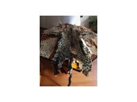 Çukurova Uluslararası Havalimanı’nda leopar postu ve baykuş gözü ele geçirildi