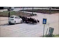 Otomobilin koyun sürüsünün arasına daldığı anlar kamerada