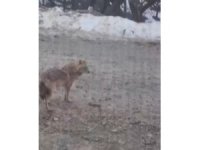 Yiyecek arayan kurt yerleşim yerine indi