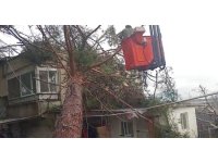 Mersin’de fırtına etkili oluyor: Ağaç evin üzerine devrildi