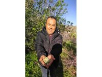 Kara kışta badem sürprizi