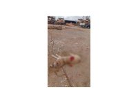 Köpeği av tüfeğiyle öldürdü, gözaltına alındı