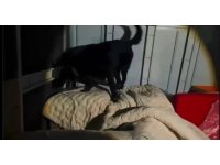 Kamyonet kasasında battaniyeyle saklanan 11 kilo 200 gram uyuşturucu yakalandı