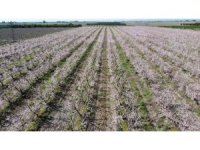 Adana’da şeftali ağaçları çiçek açtı