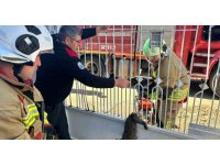 Kapı korkuluğuna sıkışan kediyi itfaiye kurtardı