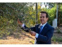 Antalya zeytinyağını markalaştıracak 30 öneri