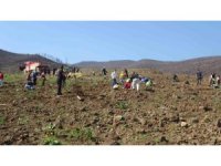 Hatay’da orman yangınından zarar gören alanlarda 5 bin fidan toprakla buluşturuldu