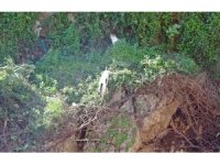 Falezlerde mahsur kaldığı sanılan kedilerin keyfi ‘ihbarla’ son buldu