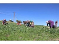 Mersin’de atıl araziler nergisle değerlendi, üretim 10 kat arttı