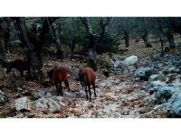 Kovada Gölü Milli Parkı’nda yaban hayatı fotokapana yansıdı