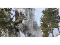 Kışın çetin şartları doğada şölen sundu