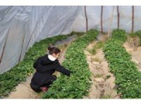 Narenciyeden umduğunu bulamayan üretici çileğe yöneldi