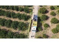 Dikenli limon üreticinin yüzünü güldürdü