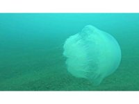 Poyraz, Akdeniz’deki en büyük denizanası türünü Antalya Körfezi’ne soktu