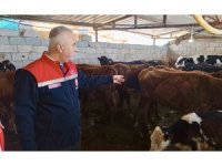 Kumlu’da yerli ırk hayvanlarla büyükbaş yetiştiriciliği yapan işletme incelendi