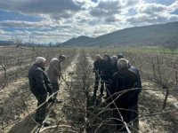 Korkuteli’nde çiftçilere budama eğitimi