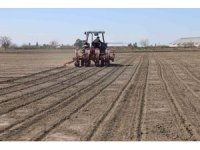 Çukurova’nın bereketli toprakları mısır ve ayçiçeği tohumları ile buluştu