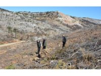 Mersin’de yangın sahalarında doğa yeniden canlanıyor