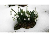 Toros kardeleni için kontrollü üretim ve ihracat modeli sürdürülüyor